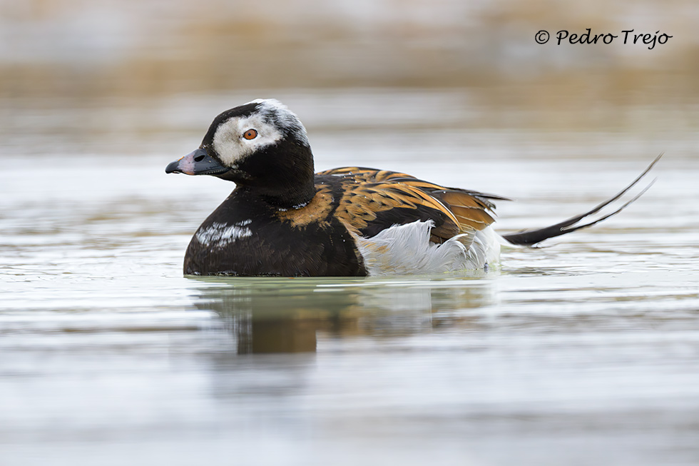 Pato havelda (Clangula hyemalis)